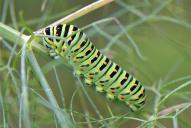 Papilio machaon