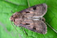 Agrotis exclamationis