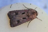 Agrotis exclamationis