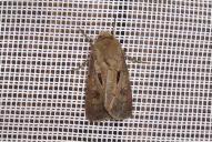 Agrotis exclamationis