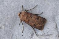 Agrotis exclamationis