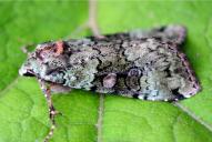 Anaplectoides prasina