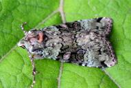 Anaplectoides prasina