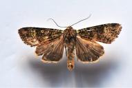 Anaplectoides prasina