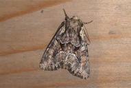 Lacanobia thalassina