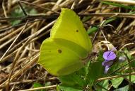 Gonepteryx rhamni(♂)