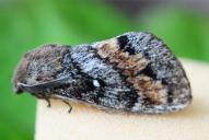 Dendrolimus pini(♂)