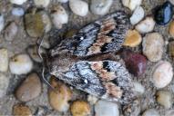 Dendrolimus pini(♂)