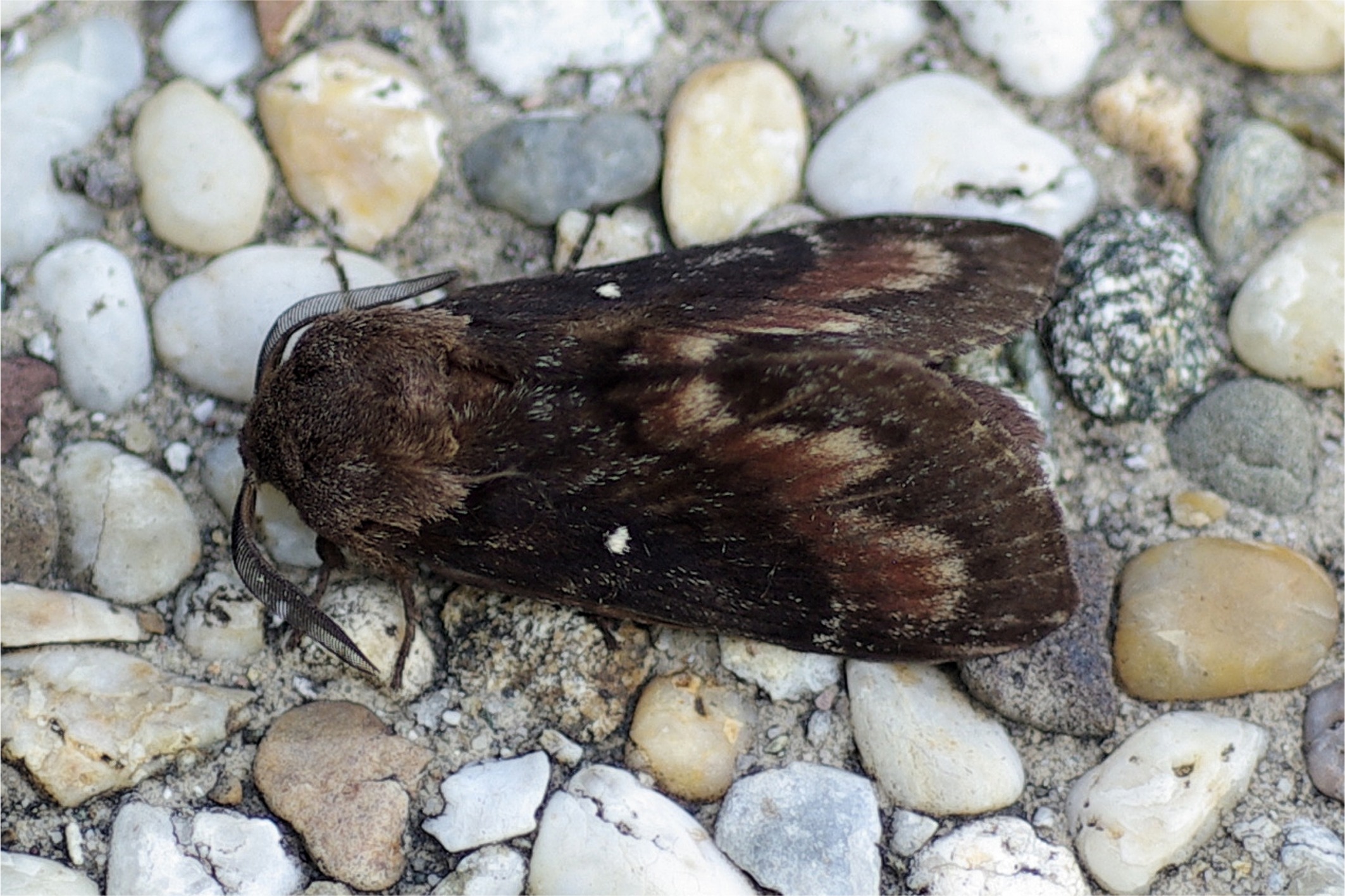 Dendrolimus pini(♂)