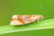 Eucosmomorpha albersana