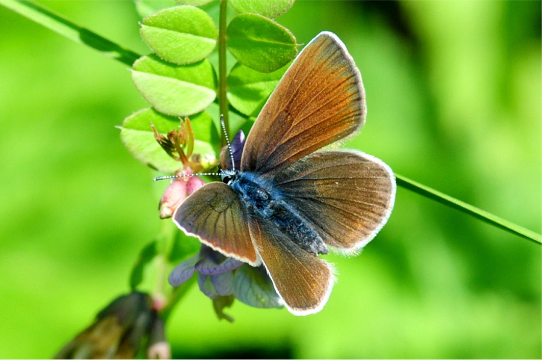 Cyaniris (Polyommatus) semiargus