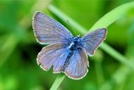 Cyaniris (Polyommatus) semiargus