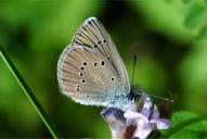Cyaniris (Polyommatus) semiargus