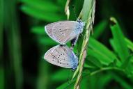 Cyaniris (Polyommatus) semiargus