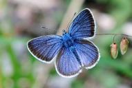 Cyaniris (Polyommatus) semiargus