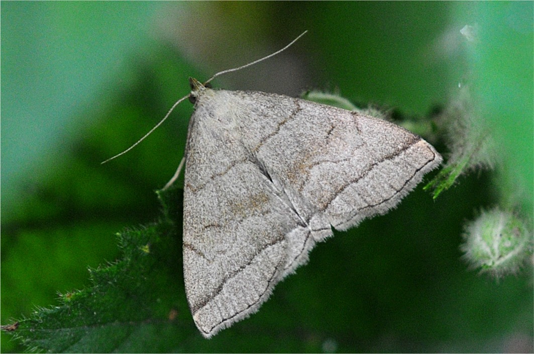 Herminia tarsicrinalis