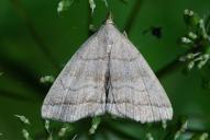 Herminia tarsicrinalis