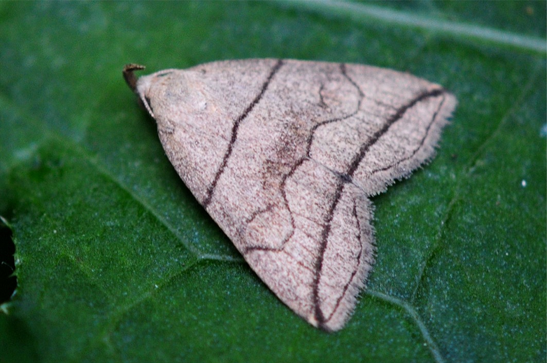 Herminia grisealis