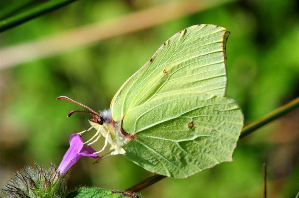 Gonepteryx rhamni(♀)