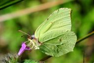 Gonepteryx rhamni