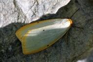 Cybosia mesomella