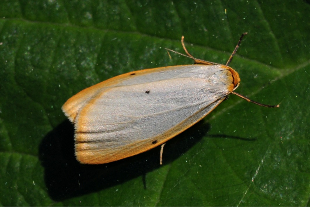 Cybosia mesomella