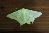 Ourapteryx sambucaria