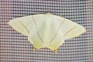 Ourapteryx sambucaria