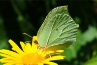 Gonepteryx rhamni(♀)