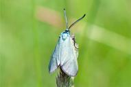 Adscita geryon | statices