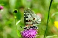 Parnassius apollo
