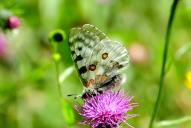 Parnassius apollo