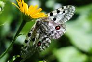 Parnassius apollo