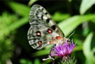 Parnassius apollo