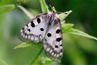 Parnassius apollo