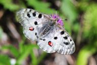 Parnassius apollo