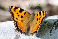 Nymphalis polychloros