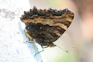 Nymphalis polychloros