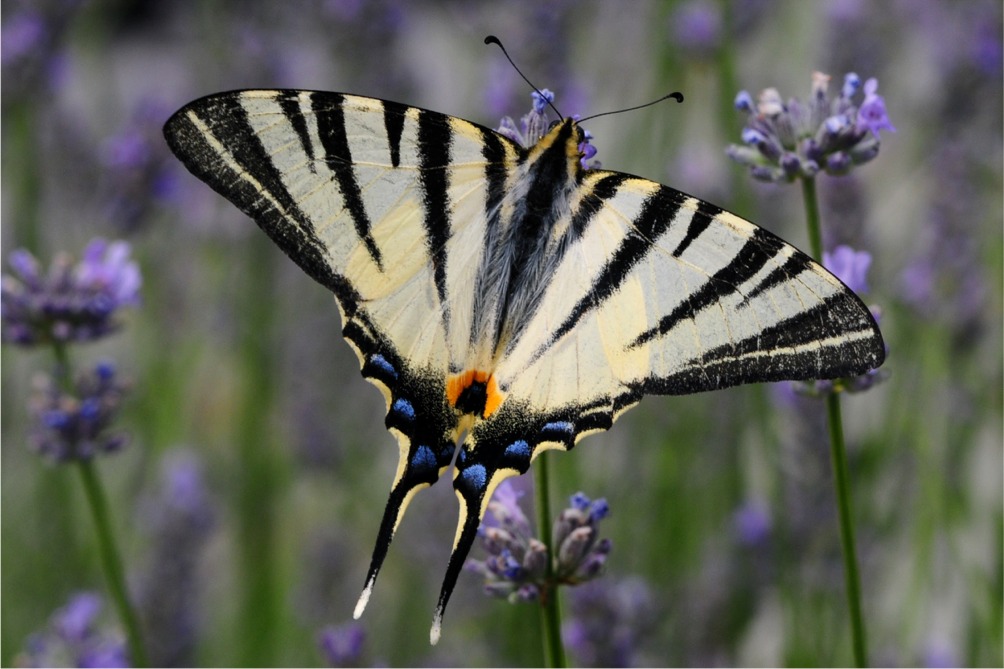 Iphiclides podalirius