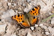 Nymphalis polychloros