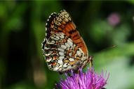 Melitaea phoebe
