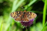 Melitaea phoebe