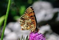 Melitaea phoebe