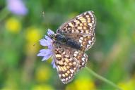Melitaea phoebe