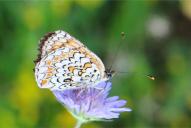 Melitaea phoebe