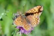 Melitaea phoebe