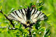 Iphiclides podalirius