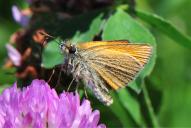Thymelicus lineola