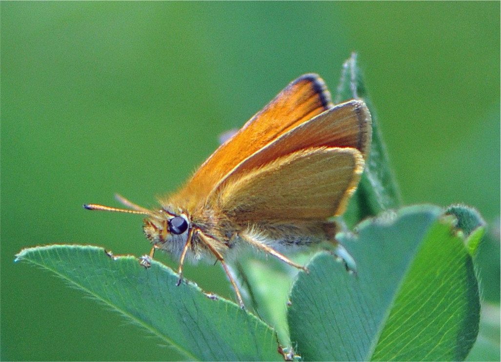 Thymelicus lineola