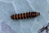 Tyria jacobaeae(Raupe)